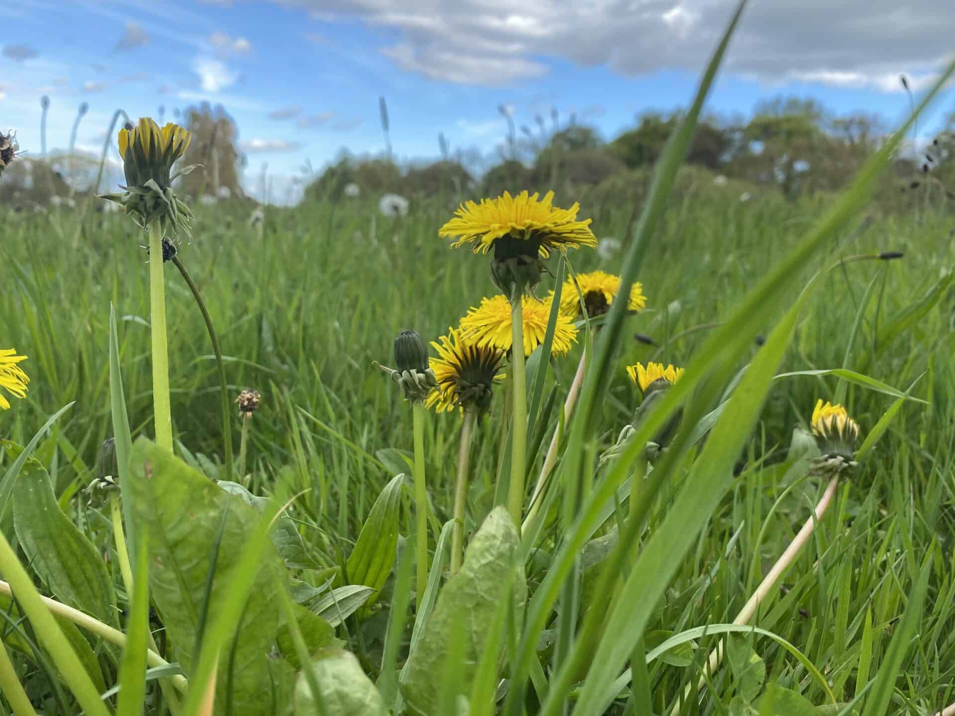 Close up of dandelions in a field 